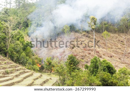 Environment pollution forest fire.