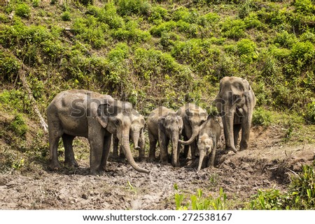 Group of elephant jungle play mud in Thailand.