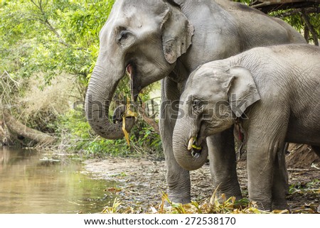 Group of elephant jungle in Thailand.
