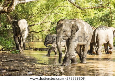 Group of elephant jungle in Thailand walk in the river.