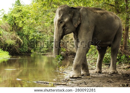 Asia elephant jungle in Thailand walk near the river.