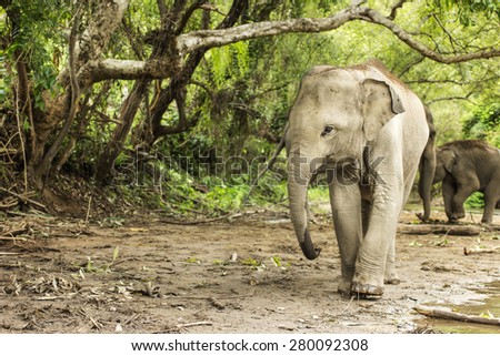 Asia elephant jungle in Thailand.
