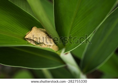 Golden Tree Frog (Common tree frog).