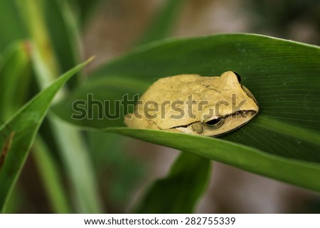 Golden Tree Frog (Common tree frog).