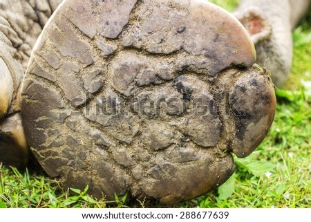 Elephant\'s foot sole texture.