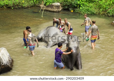CHIANG MAI, THAILAND - JUNE 24, 2015 : People can opportunity to experience the lifestyle of elephants and bathing with elephant \
in river in Chiang Mai, Thailand.