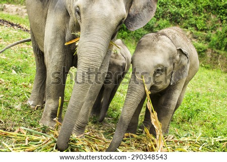 Group of elephant jungle.