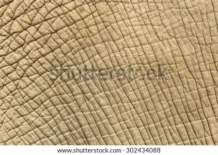 Elephant skin texture background.