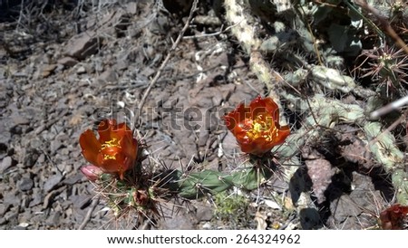 Rusty cholla cactus flowers at Picacho Peak, Arizona
