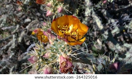 Blooming orange cholla cactus flowers