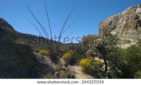 Winding desert path in Saguaro National Park