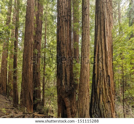 Giant Redwood Trees (Sequoia sempervirens) Muir Woods, Mill Valley, California, USA. Muir Woods National Monument an old growth forest of Coast Redwoods aka California redwoods tallest trees on earth.