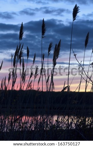 Common reeds (Phragmites australis) in a saltwater marsh in Niantic Connecticut, USA, silhouetted against a dramatic sky just after sunset in the late spring pink and purple reflections in the water,