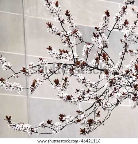 cherry tree blossoms washington dc. stock photo : White cherry