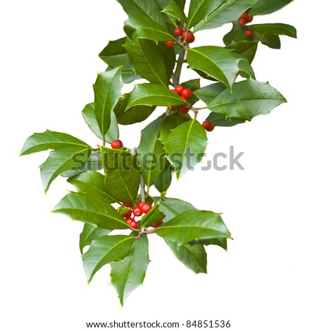 holly branches