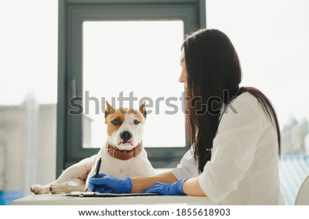 Veterinarian examining dog. Vet and animal concept