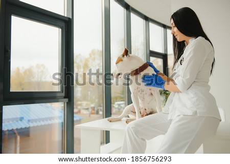 medicine, pet, animals, health care and people concept - happy veterinarian and dog at vet clinic