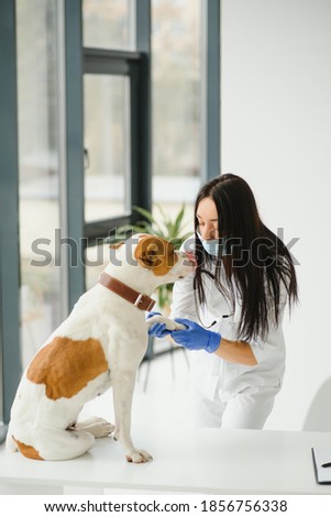 Female vet on Animal clinic with veterinarian, Healing pet