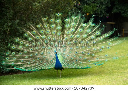 Peacock in the park