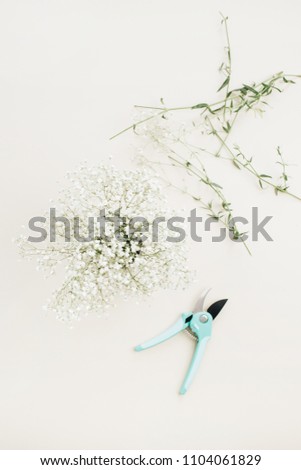 White gypsophila flowers and garden pruner. Flat lay, top view gardening background. Florist concept.