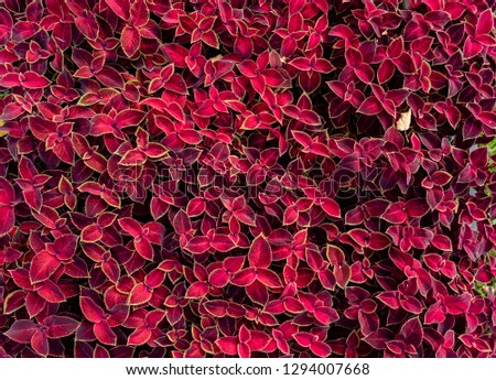 Ground-cover floral carpet of red leaves of the garden koleus. Nature scene with decorative leaf garden plants. summer floral background of Beautiful gardening