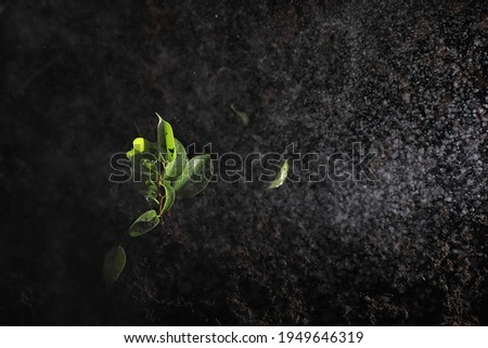 Green sprout on the ground. Spring concept. Seedlings in ground. Updating nature is an idea. Hands plant a sprout in the ground.