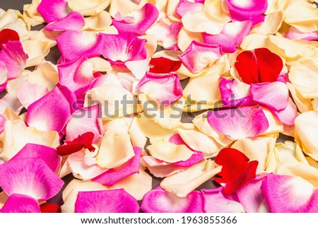 Fresh rose petals scattered on black stone background. Multicolored flowers, festive or romantic concept. Beauty or spa trend, gentle colors