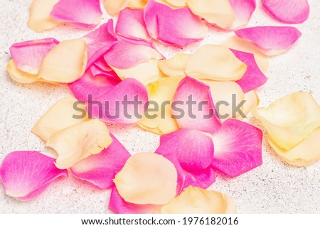 Fresh rose petals scattered on plaster background. Multicolored flowers, festive or romantic concept. Beauty or spa trend, gentle colors