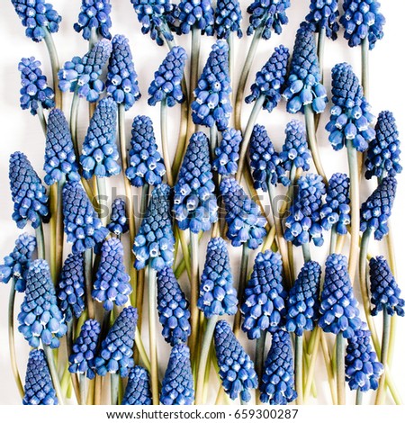Beautiful blue muscari flowers on white background. Flat lay, top view. Creative flower concept