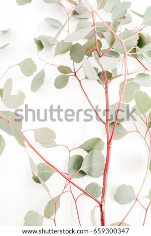 Beautiful eucalyptus branches on white background. Flat lay, top view. Lifestyle composition.