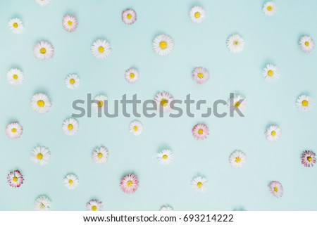 Floral pattern of white and pink chamomile daisy flowers on blue background. Flat lay, top view. Floral background. Pattern of flower buds.