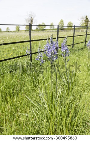 Camassia quamash, a delicate blue spring flowering plant native to western north America and Canada