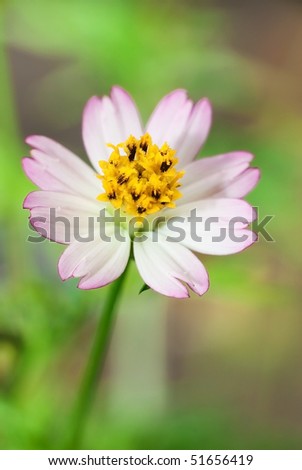 Cosmos caudatus flower, in malay language call it ulam raja. The young leaf of cosmos caudatus is favorite vegetable for malay people.