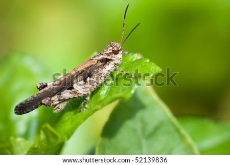 Grasshopper, common insect found in tropical country