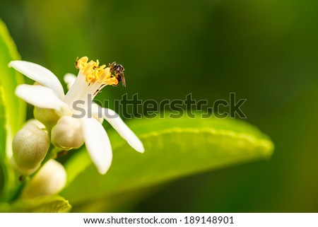 Bee on lemon flower, My little lemon tree has new flowers, the scent of this flowers are so delicate and sweet as this bee can\'t resist to fly around