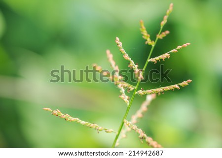 close up grass flower