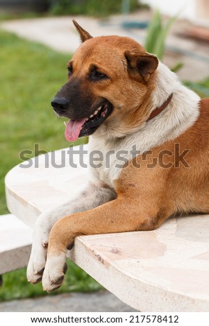 relax dog on stone table