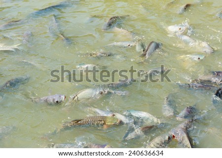 Mango fish eating Fish Food at surface water