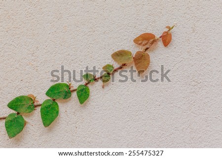 Green Creeper Plant growing on cement wall