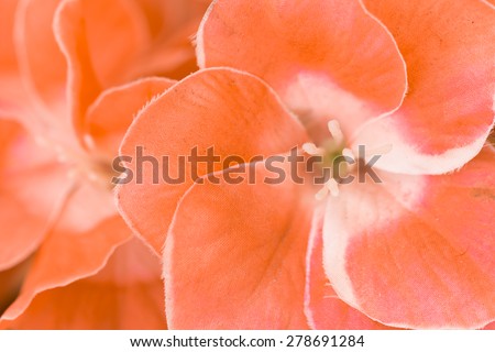 pattern petal of Artificial orange flower  in texture