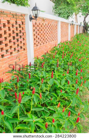Zingiber zerumbet Smith red flower and brick Wall