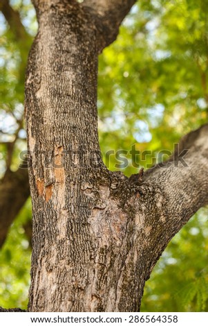 trunk of tamarind tree