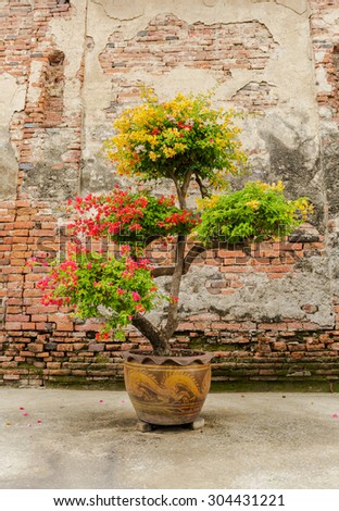 Colorful bougainvillea flower in big jar on old broken brick wall background