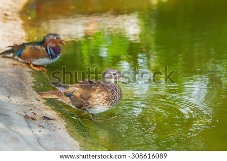 Female Mandarin Duck near male Mandarin Duck