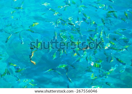 Flock of fish in sea water