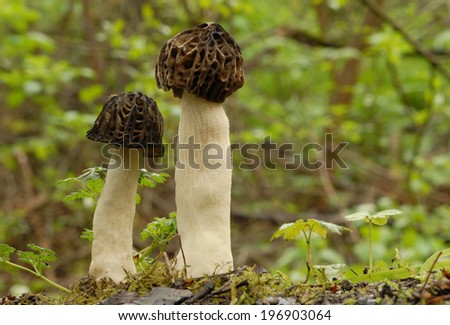 Black morel fungus (Morchella conica)