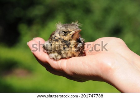 Young Fieldfare bird (Turdus pilaris) bird in the hand
