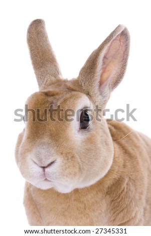 rabbit portrait