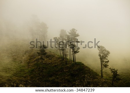 Mystery forest (Fog in a Madeiran forest)
