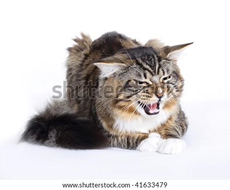 Main Cat